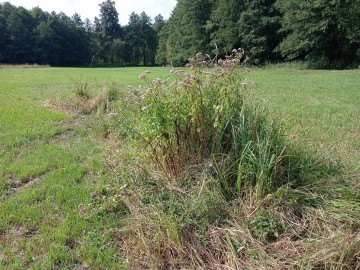 Lato z „Kwietną” na Nieborowskim Polu., 